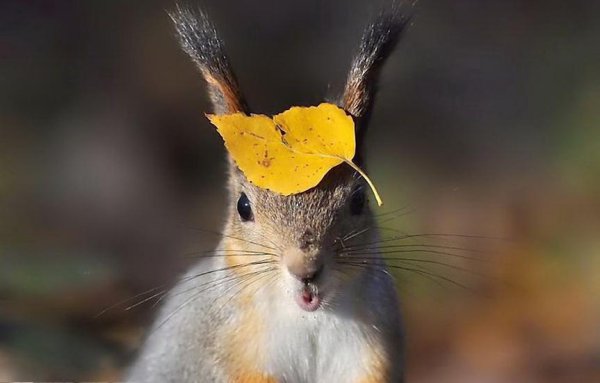 Забавные животные осенью