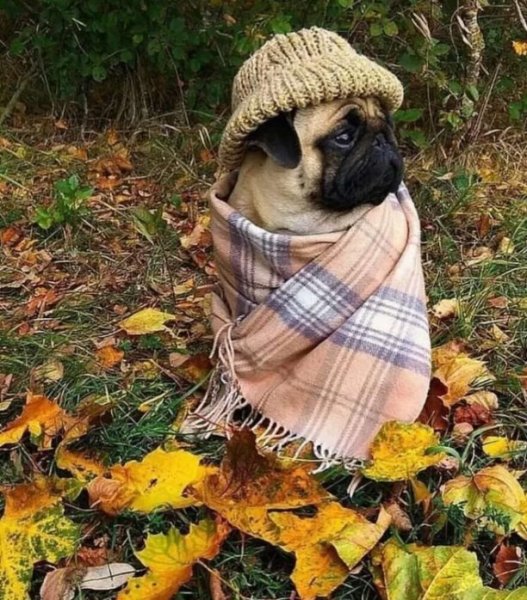 Осенний мопсик