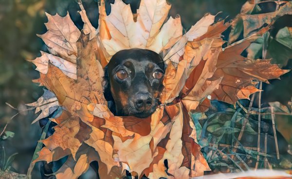 Такса в осенних листочках