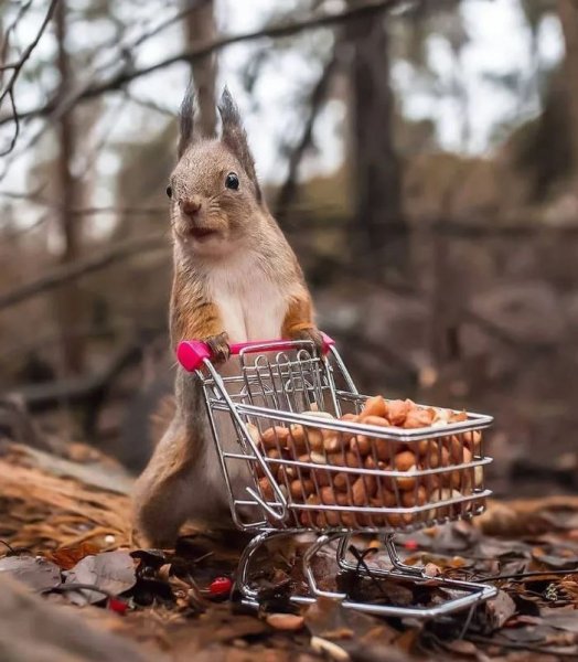 Орехи для белки