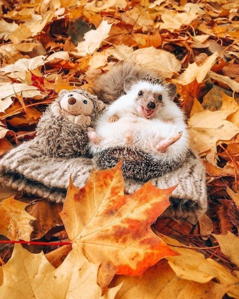 Животные осенью