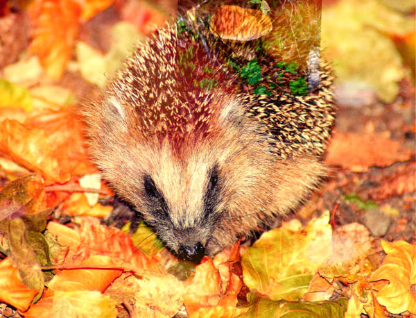 Ежик осень