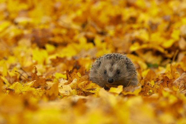 Еж в осеннем лесу