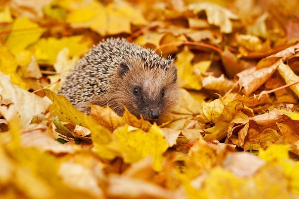 Осенний Ёжик