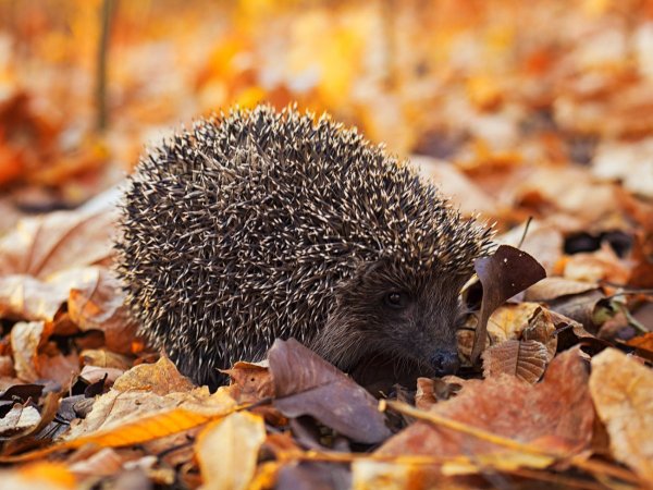 Ежик осень