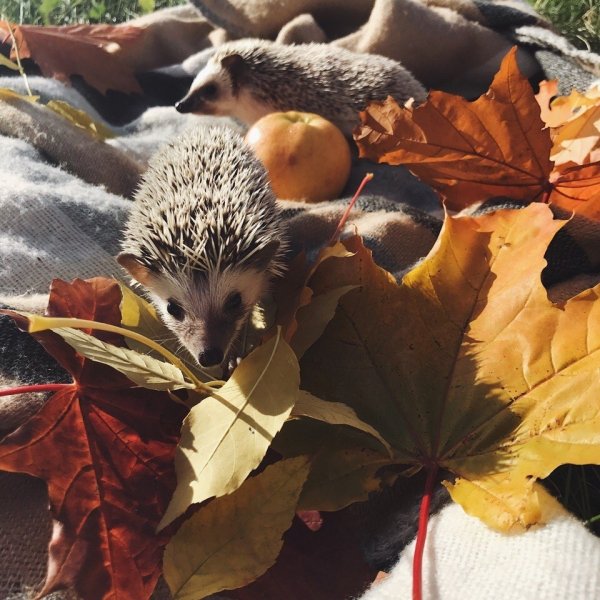 Осенний Ёжик