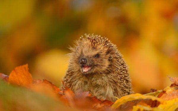 Ежик осенью