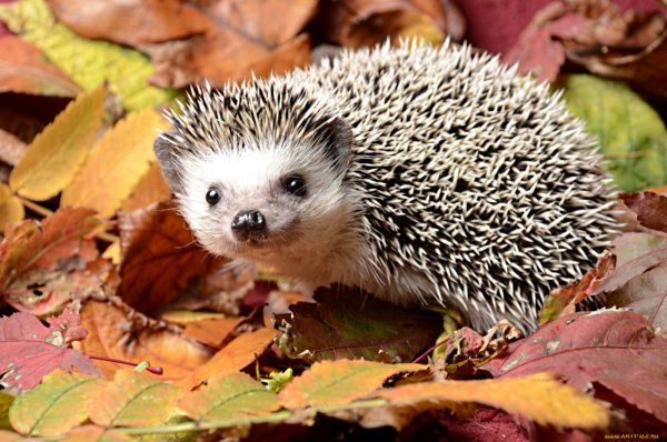 Ежик в лесу