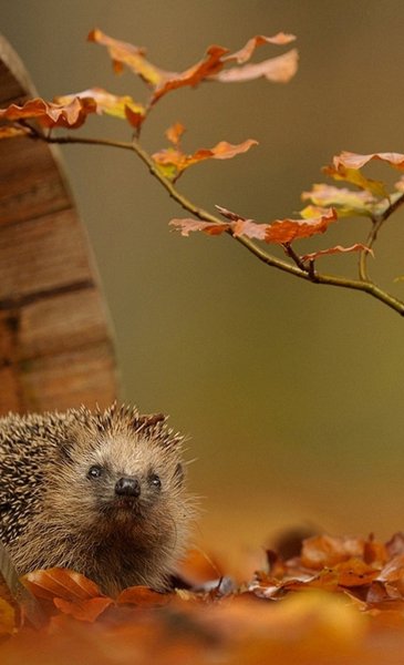 Ежик осень большое разрешение