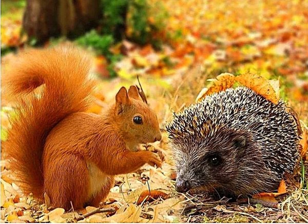 Осень белка