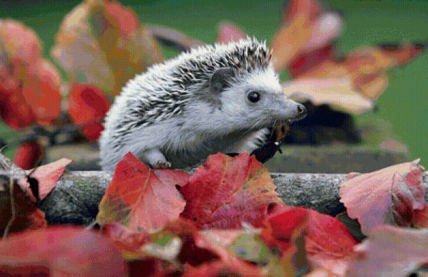 Осенний Ёжик