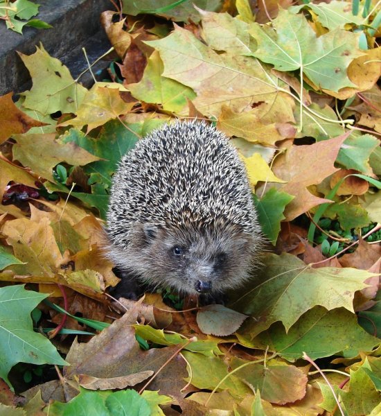 Ежик осень