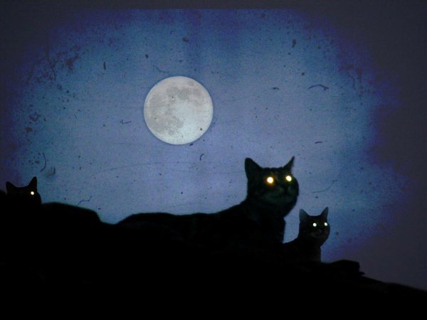 Ночь Луна кот