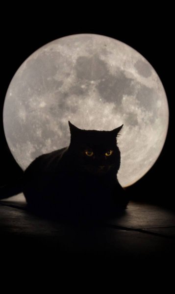 Котик на фоне Луны