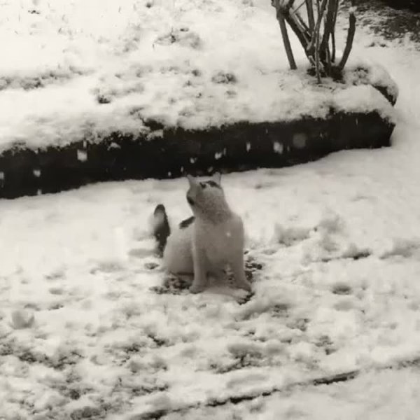 Неожиданно снег