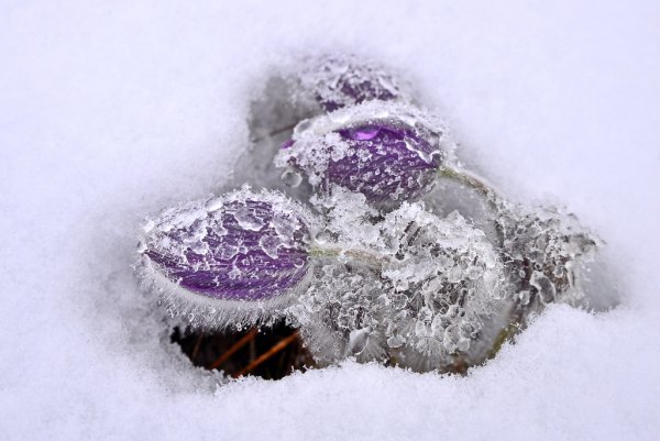 Неожиданный снег