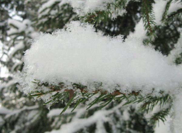 Пушистый снежок