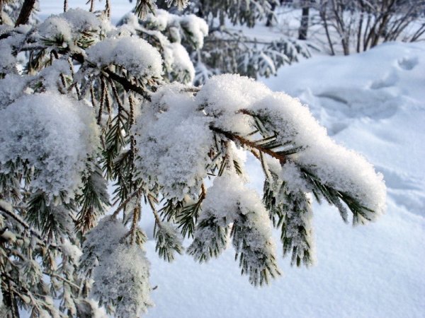 Пушистый снег