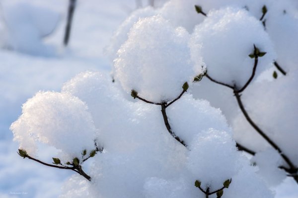 Пушистый снег