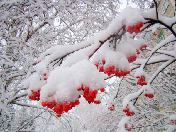 Пушистый снег