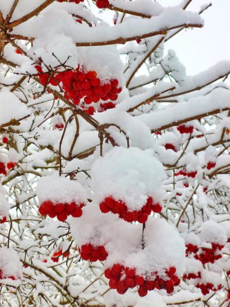 Пушистый снегопад