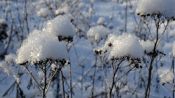 Пушистый снежок