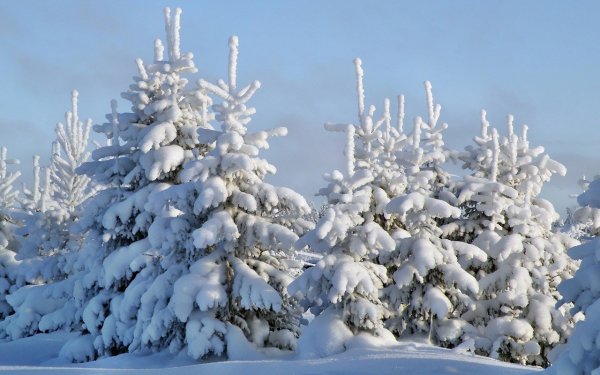 Ель в снегу