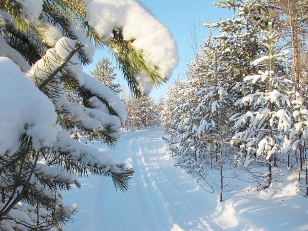 Мохнатый зимний лес