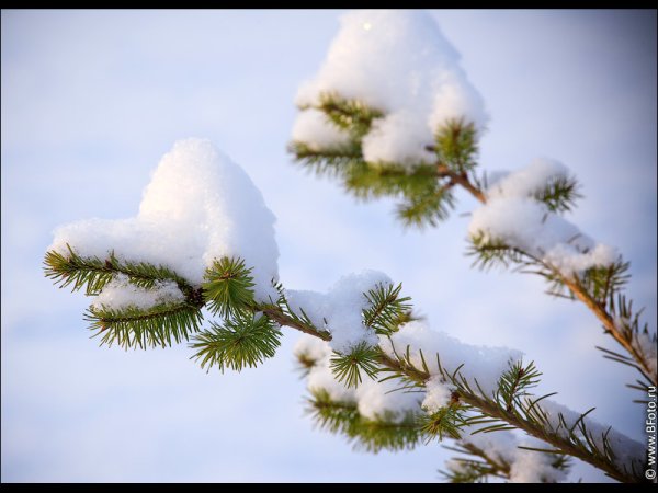 Пушистый снег на ветках