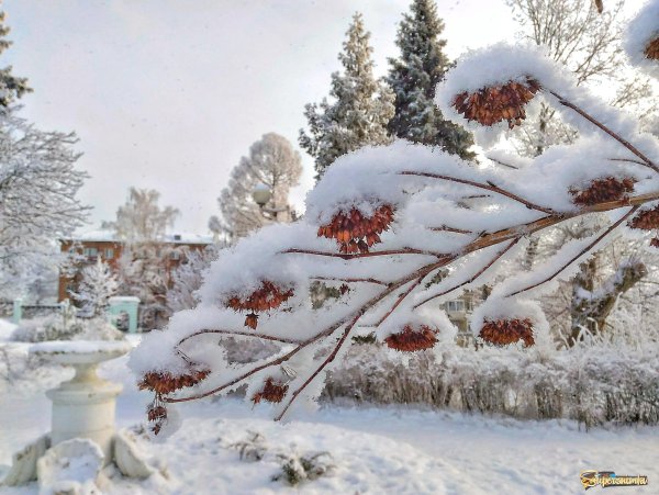 Зима пушистый снег