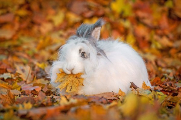 Осенние Зайчата