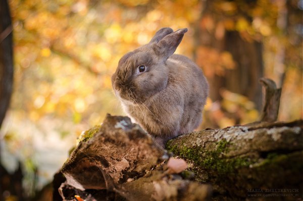 Зайчата листопаднички