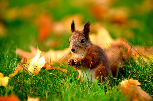 Зайчик осенью