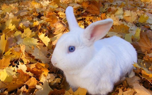 Зайчата осенью