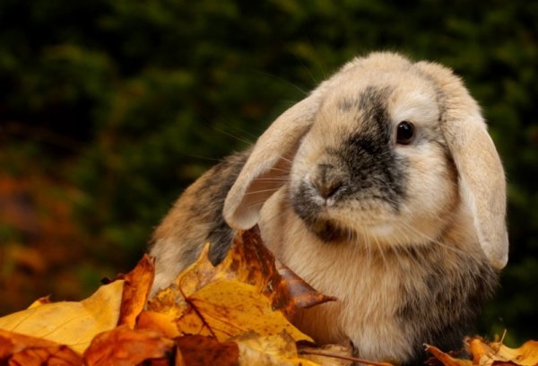 Кролик осень