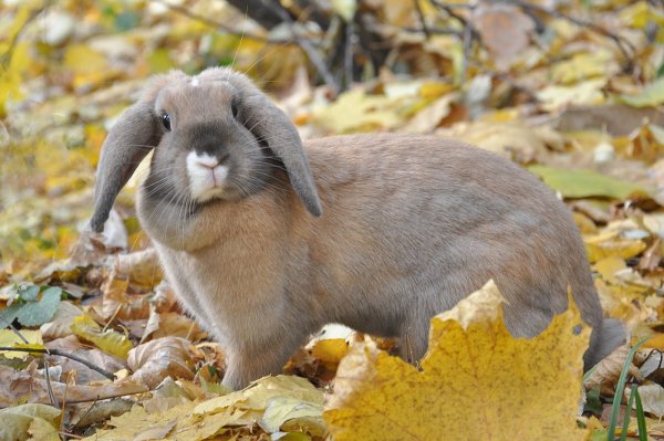 Заяц Листопадничек