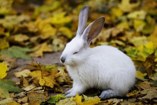Заяц Беляк осенью