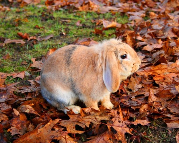 Зайчата листопаднички