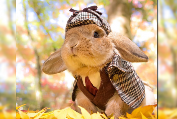 Осенние Зайчата