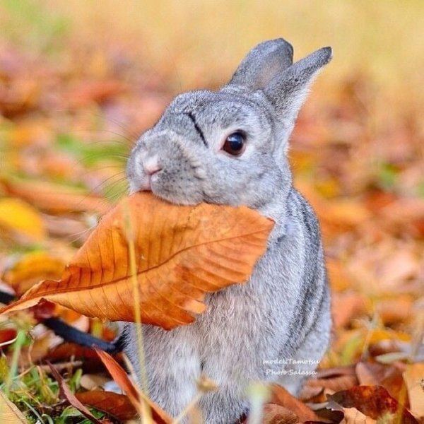 Осенний кролик
