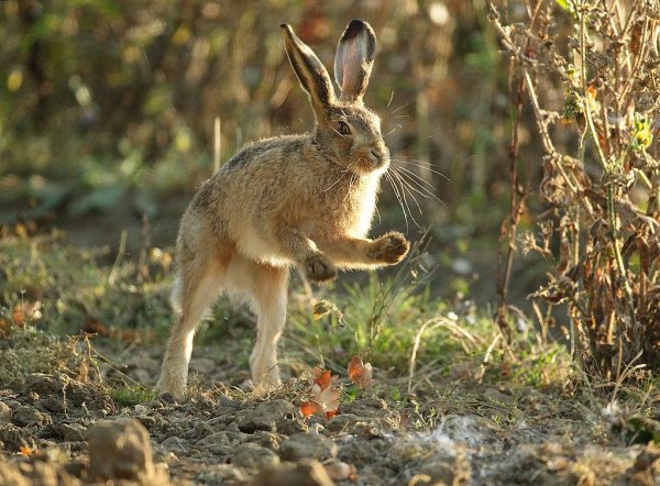 Картинки осенние зайцы (66 фото) » Картинки и статусы про окружающий мир  вокруг
