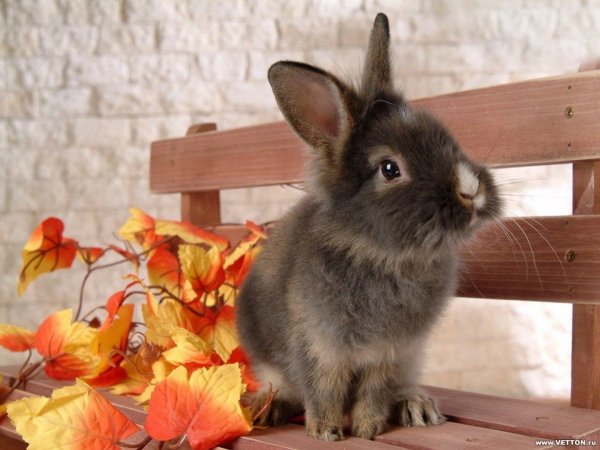 Кролик Герлион