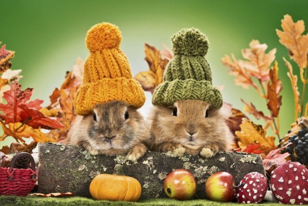 Кролик осень