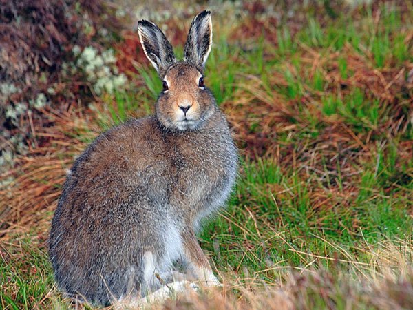 Заяц Русак Алтай