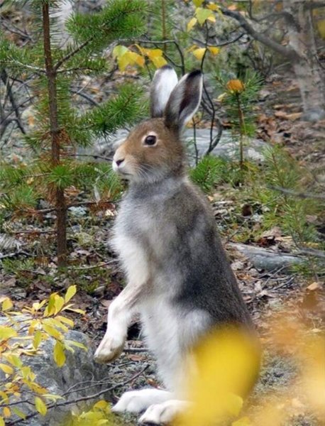 Заяц в лесу