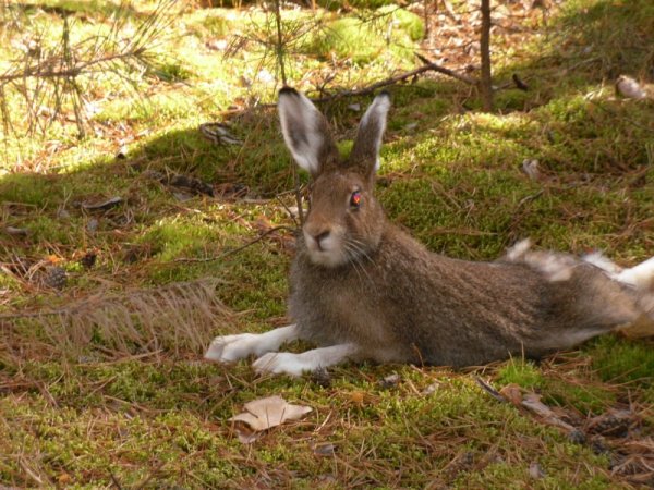 Кролик в лесу