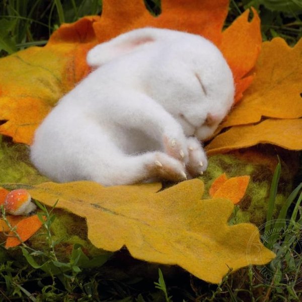 Осенний зайчик