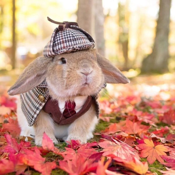 Милый кролик осенью