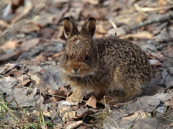 Зайчонок Листопадничек