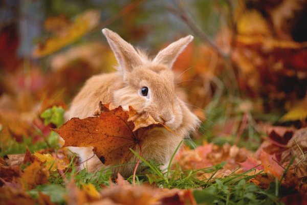 Кролик осенью